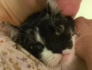 wp_20160705_22_46_07_pro-1staubwedel-bio