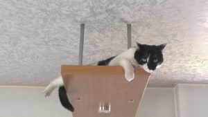 wp_20160706_13_41_56_probauleiter-huebner